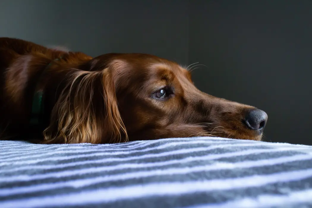 Mukowiscydoza psów — co to za choroba?
