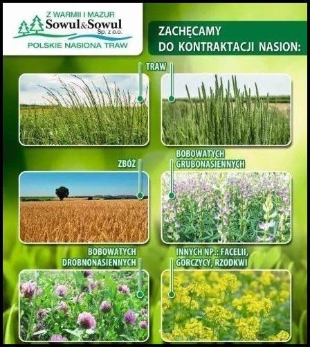 Kontraktacja nasion traw we Wrocławiu — to bufor bezpieczeństwa dla Ciebie i Twoich upraw!