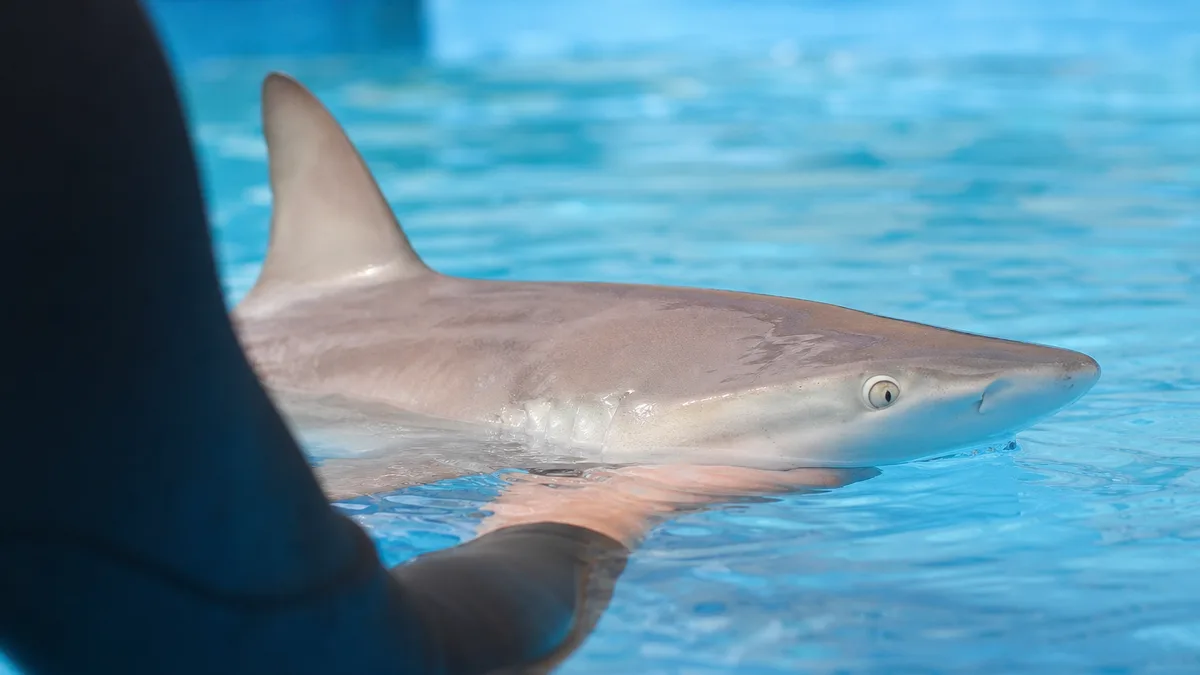 Rekiny brodate w ZOO Wrocław przechodzą niezwykły trening
