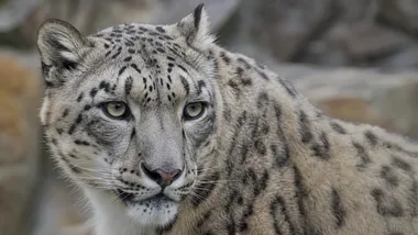 Pantery śnieżne z wrocławskiego zoo mają niezwykłe oczy i skaczą na 9 metrów
