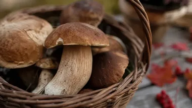 Grzybiarze ruszyli pod Wrocław. Tu szukają prawdziwków i kurek