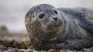 Foka czy kotik? W ZOO Wrocław łatwo o pomyłkę