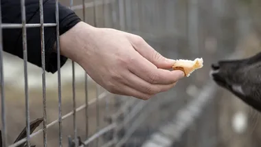 Nowy numer alarmowy w ZOO Wrocław. Tak zgłosisz dokarmianie zwierząt
