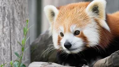 Wrocławskie zoo podało dynię wari rudym. To nie była zwykła przekąska