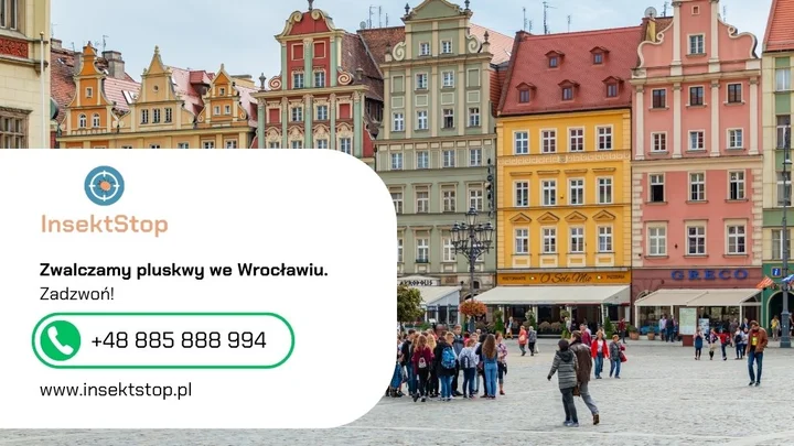 2-rynek-we-wroclawiu-kontakt-do-firmy-insektstop-20250908122530.webp