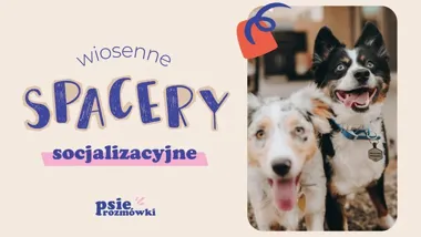 Grafika promocyjna wydarzenia Wiosenne spacery socjalizacyjne — Wrocław