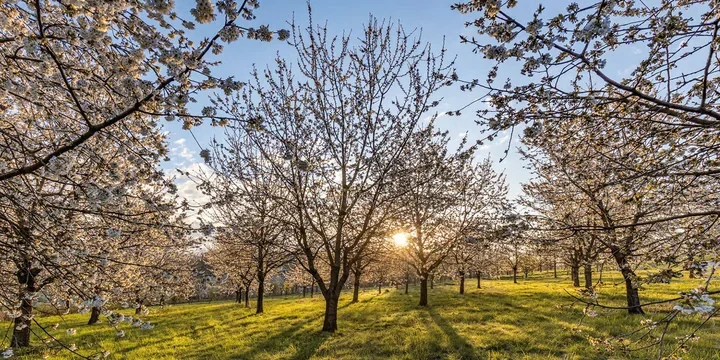 Arboretum Wojsławice z tytułem. To dolnośląski Cud Polski