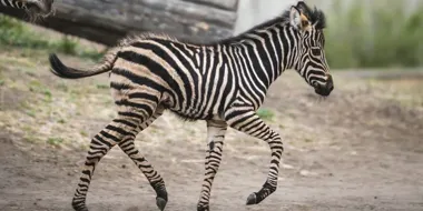 Banan już wybiegł do zwiedzających. Wrocławskie zoo ma kolejną małą zebrę