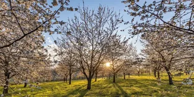 Arboretum Wojsławice z tytułem. To dolnośląski Cud Polski
