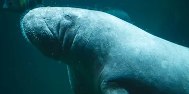 Manaty z wrocławskiego zoo mogą zjeść 100 kg roślin dziennie. Jest ich coraz mniej
