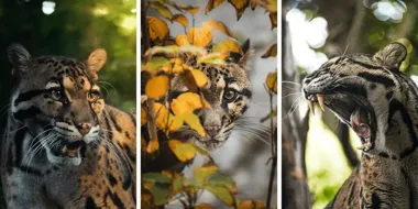 Pantery mgliste z wrocławskiego zoo mają różowe nosy i niezwykłe zdolności