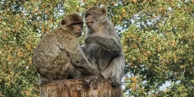 17 magotów, sosny i wronie jaja. Tak wygląda wybieg wrocławskiego zoo