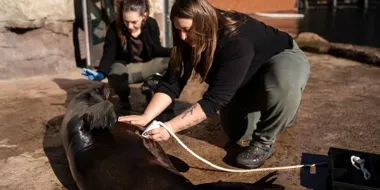 Przenośne USG z Dopplerem trafiło do gabinetu weterynaryjnego ZOO Wrocław
