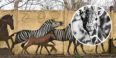 Wrocławskie zoo żegna Rafikiego – najstarszego samca żyrafy siatkowanej