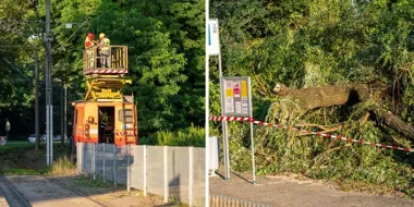 Drzewo zablokowało tramwaje na Kowale. MPK naprawia trakcję
