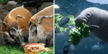 Wrocławskie zoo ma niezwykły magazyn. Trafia tu 4,5 tony warzyw tygodniowo