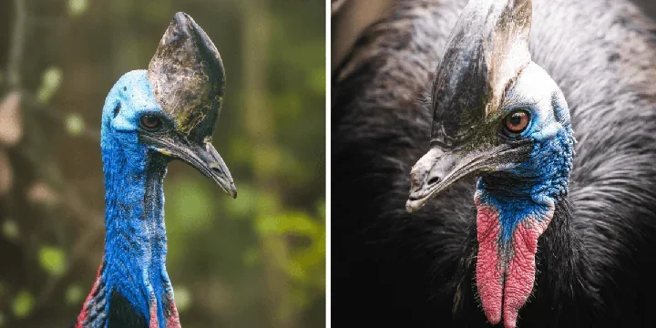 Kasia – **19**-letnia kazuara we Wrocławiu, która wygląda jak żywy dinozaur