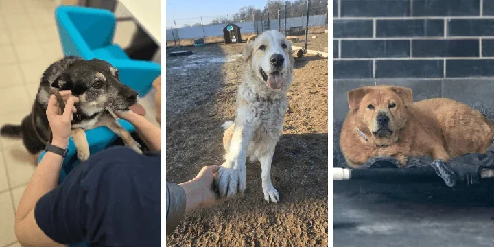 Wolontariusze poszukiwani – dołącz do weekendowych spacerów ze schroniskowymi psami