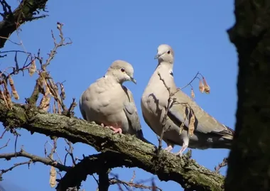 Stary gołębnik w Mietkowie stoi pusty. Zabytek z 1898 roku czeka na remont