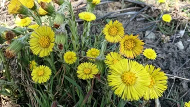Żółte kwiaty niosą wiosnę i stare opowieści o miłości, zdrowiu i majątku