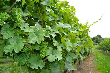 Dolnośląskie wino ma średniowieczne korzenie, a winnice rosły pod Ślężą